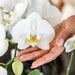 Offerta Combinata: 2 Orchidee Phalaenopsis Bianche In Fiore
