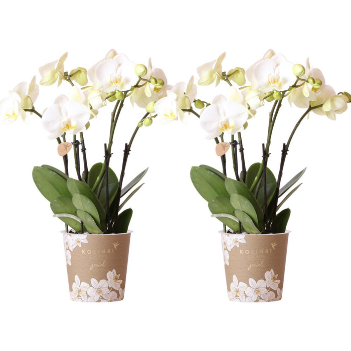 Offerta Combinata: 2 Orchidee Phalaenopsis Bianche In Fiore