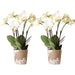 Offerta Combinata: 2 Orchidee Phalaenopsis Bianche In Fiore