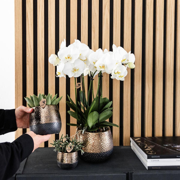 Offerta Combinata: 2 Orchidee Phalaenopsis Bianche In Fiore