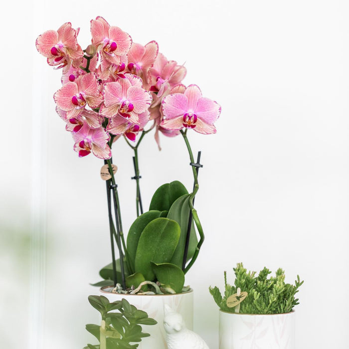 Offerta Duo Phalaenopsis Pirate Picotee - Orchidee In Fiore