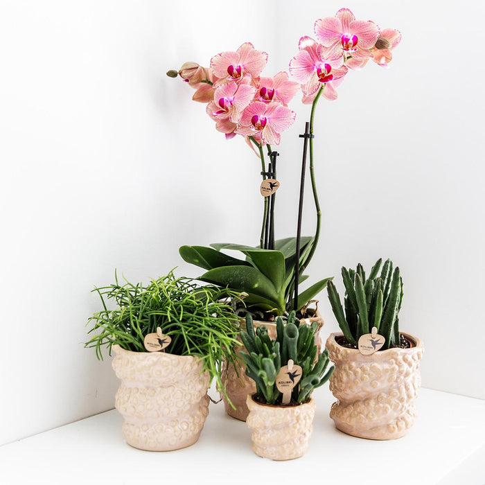 Offerta Duo Phalaenopsis Pirate Picotee - Orchidee In Fiore