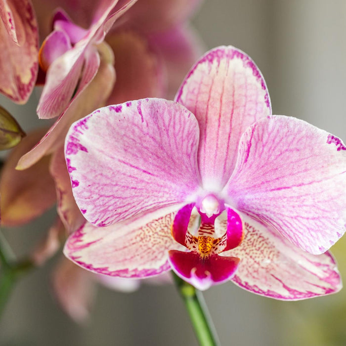 Offerta Duo Phalaenopsis Pirate Picotee - Orchidee In Fiore