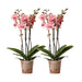 Offerta Duo Phalaenopsis Pirate Picotee - Orchidee In Fiore