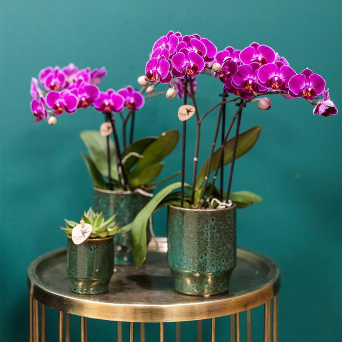 Offerta Speciale: 4 Orchidee Phalaenopsis Viola In Fiore