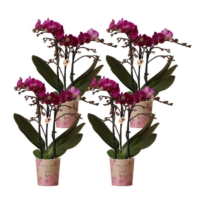 Offerta Speciale: 4 Orchidee Phalaenopsis Viola In Fiore