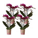 Offerta Speciale: 4 Orchidee Phalaenopsis Viola In Fiore