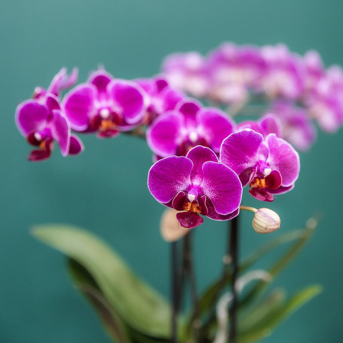 Offerta Speciale: 4 Orchidee Phalaenopsis Viola In Fiore