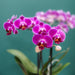 Offerta Speciale: 4 Orchidee Phalaenopsis Viola In Fiore