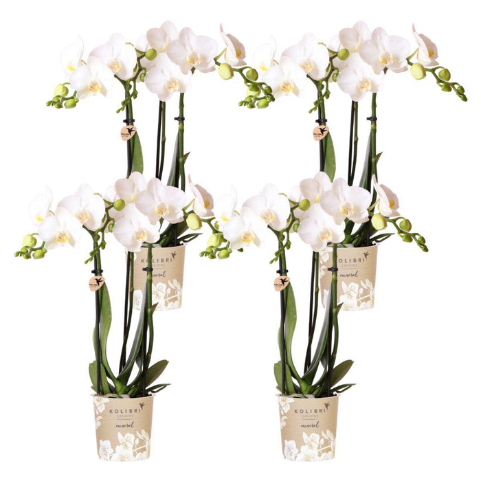 Offerta Speciale: 4 Orchidee Phalaenopsis Bianche Amabilis