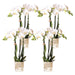 Offerta Speciale: 4 Orchidee Phalaenopsis Bianche Amabilis