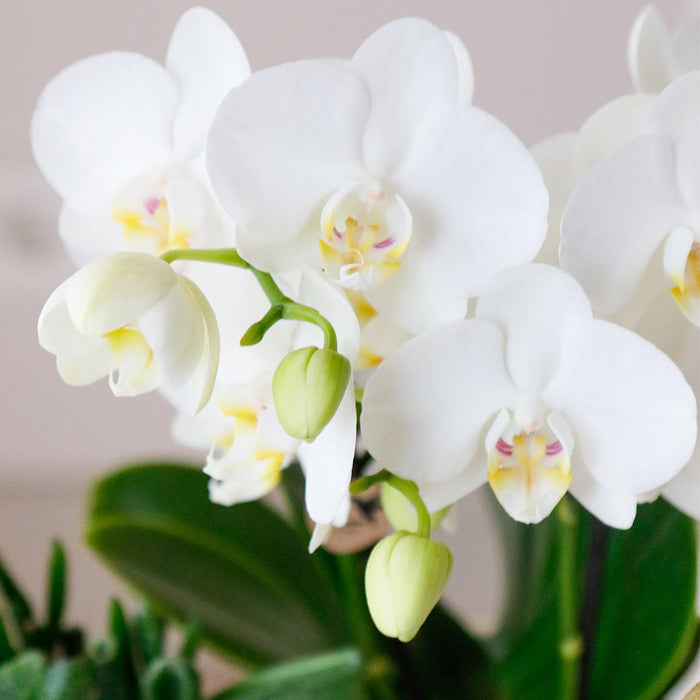 Offerta Speciale: 4 Orchidee Phalaenopsis Bianche Amabilis