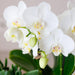 Offerta Speciale: 4 Orchidee Phalaenopsis Bianche Amabilis