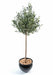Olivo Artificiale Pianta Da Interno 150 Cm