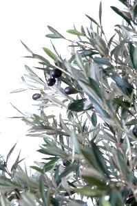 Olivo Artificiale 170 Cm Con Olivi Per Interni