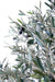 Olivo Artificiale 210Cm Con Olive Per Interni