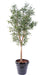 Olivo Artificiale 3 Tronchi H.180Cm Per Interni