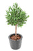 Olivo Artificiale 90 Cm Per Allestimento Esterno