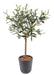Ulivo Artificiale In Vaso 60 Cm Decorazione Interni