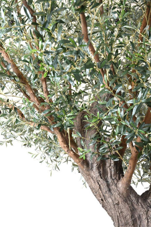 Olivo Artificiale Da Interno 390Cm Su Piastra
