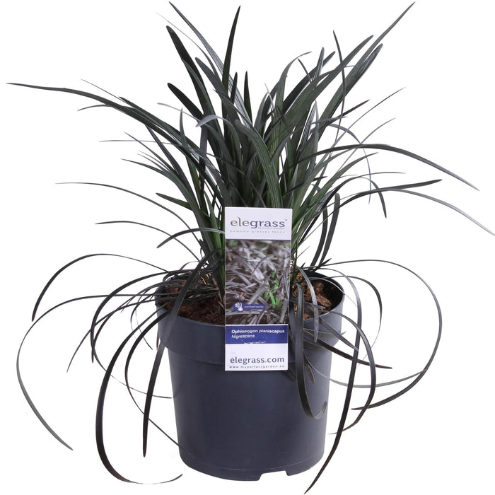Ophiopogon Planiscapus 'Nigrescens'