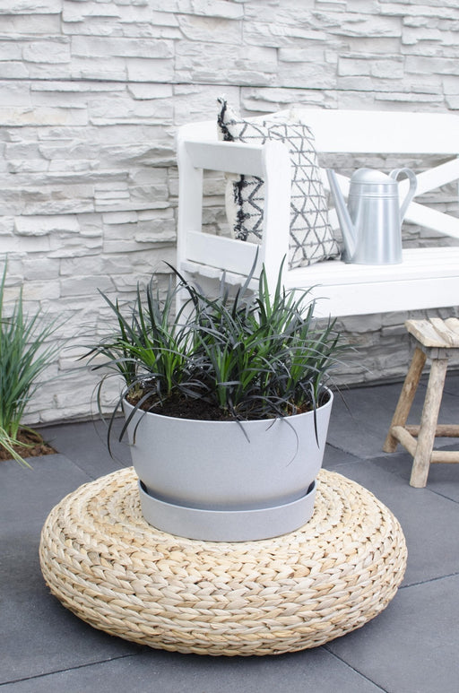 Ophiopogon Planiscapus 'Nigrescens'