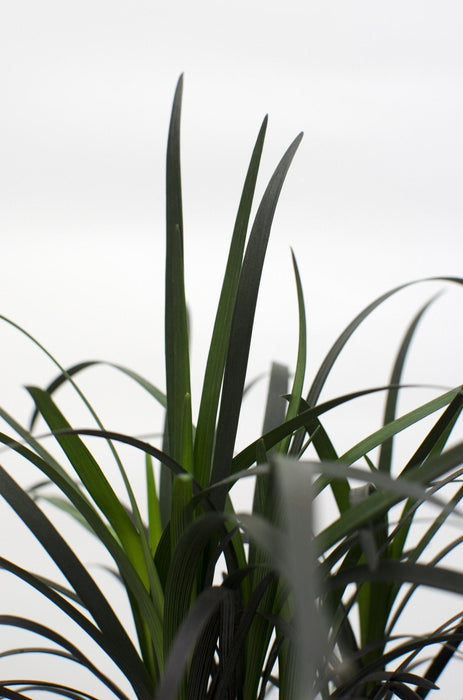 Ophiopogon Planiscapus 'Nigrescens'