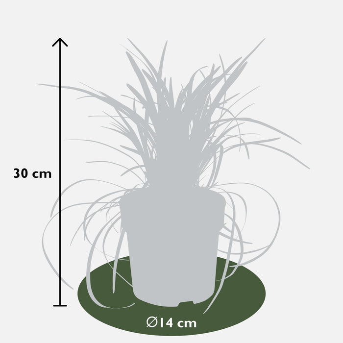 Ophiopogon Planiscapus 'Nigrescens'