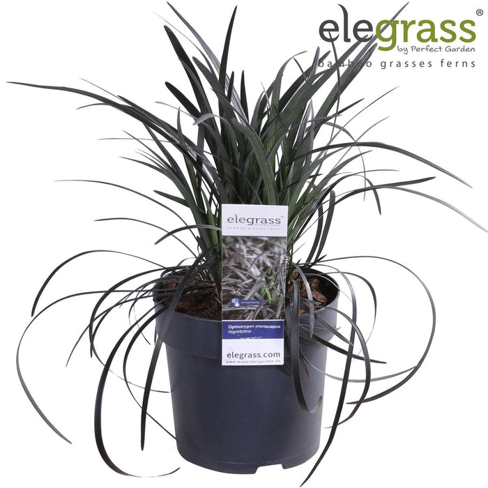 Ophiopogon Planiscapus 'Nigrescens'