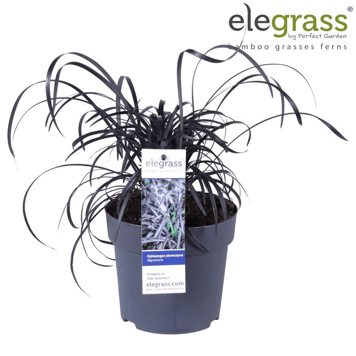 Ophiopogon Planiscapus 'Nigrescens'