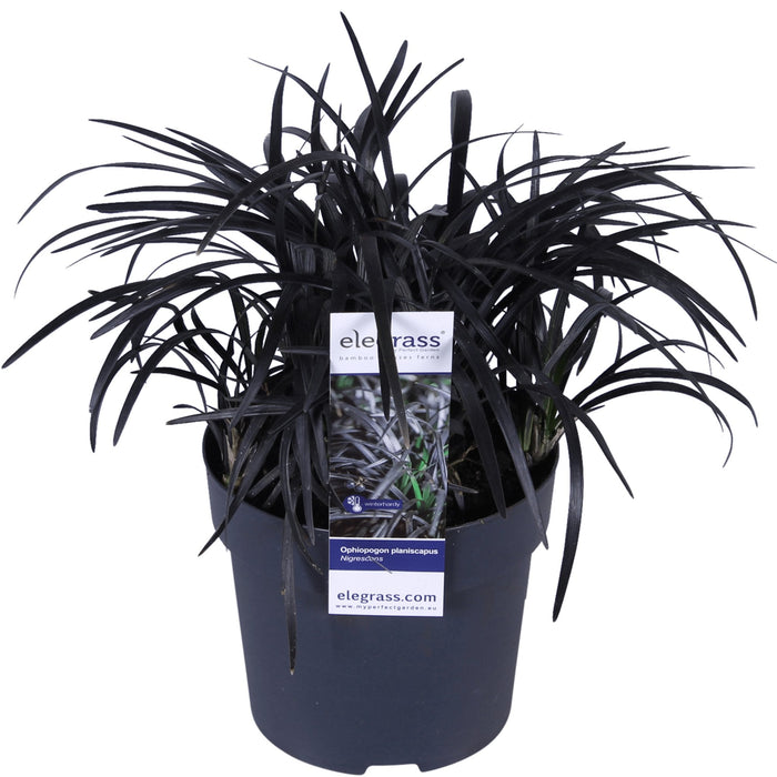 Ophiopogon Planiscapus 'Nigrescens'