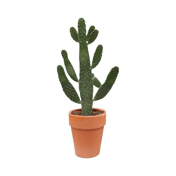 Opuntia Consolea H65Cm - Cactus Da Interno