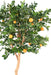 Arancio Artificiale 185Cm Con Decorazione Di 34 Arance