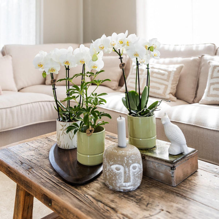 Orchidea Amabilis In Vaso Verde Pastello - Pianta D'appartamento Fiorita