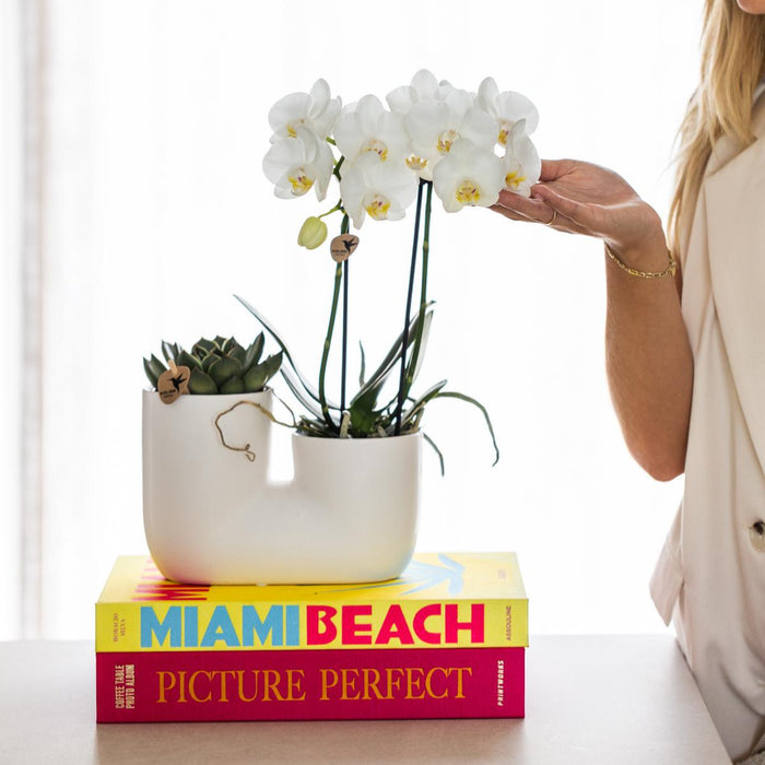 Amabilis E Orchidea Succulenta In Vaso Decorativo Bianco