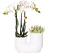 Amabilis E Orchidea Succulenta In Vaso Decorativo Bianco
