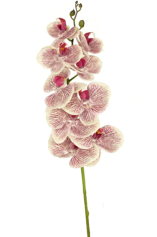 Orchidea Artificiale Real Touch Deluxe Fucsia/Bianco