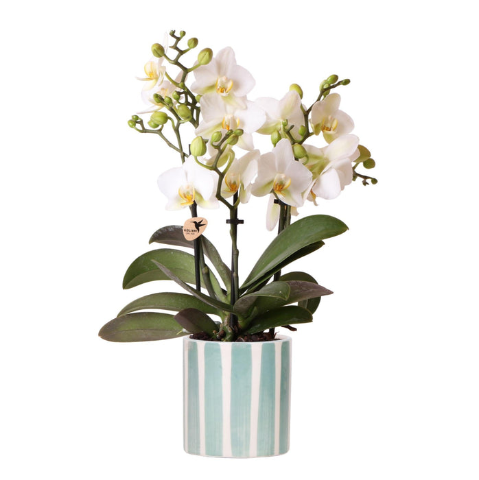 Vaso Orchidea Bianca Di Losanna + Strisce Turchesi