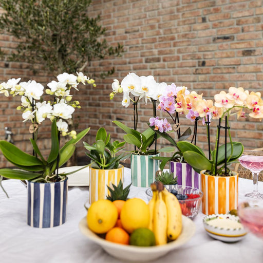 Vaso Orchidea Bianca Di Losanna + Strisce Turchesi
