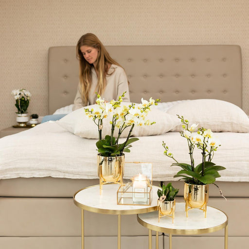 Orchidea Bianca - Ø9Cm - Pianta Da Appartamento