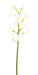Orchidea Cymbidium Artificiale 100Cm Bianca