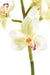 Crema Di Orchidea Cymbidium Artificiale 100 Cm