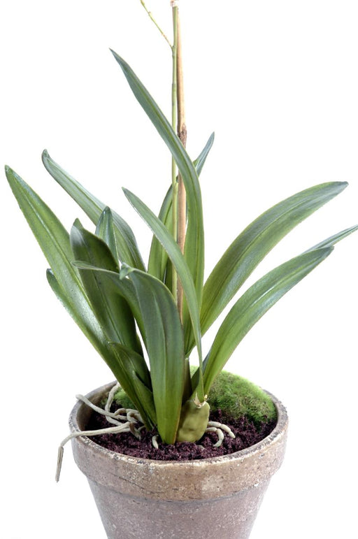 Orchidea Danzante Gialla In Vaso Di Terracotta Da 90 Cm