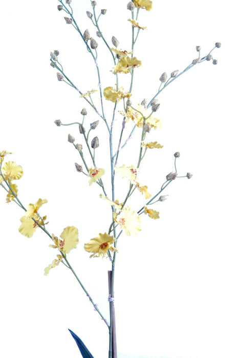 Orchidea Danzante Gialla In Vaso Di Terracotta Da 90 Cm