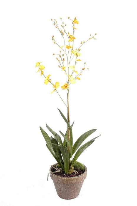 Orchidea Danzante Gialla In Vaso Di Terracotta Da 90 Cm