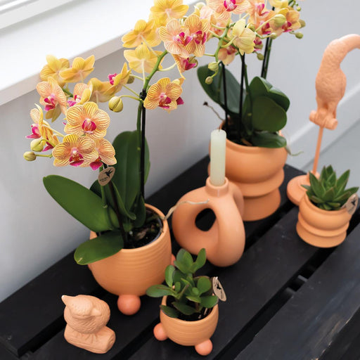 Orchidea Giamaica Arancione Con Vaso Decorativo Pesca