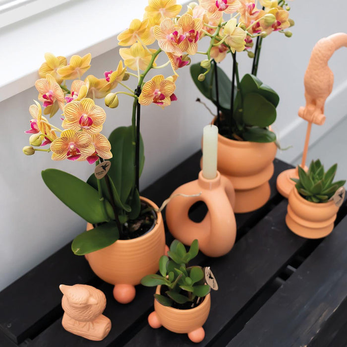 Orchidea Giamaica Arancione Con Vaso Decorativo Pesca