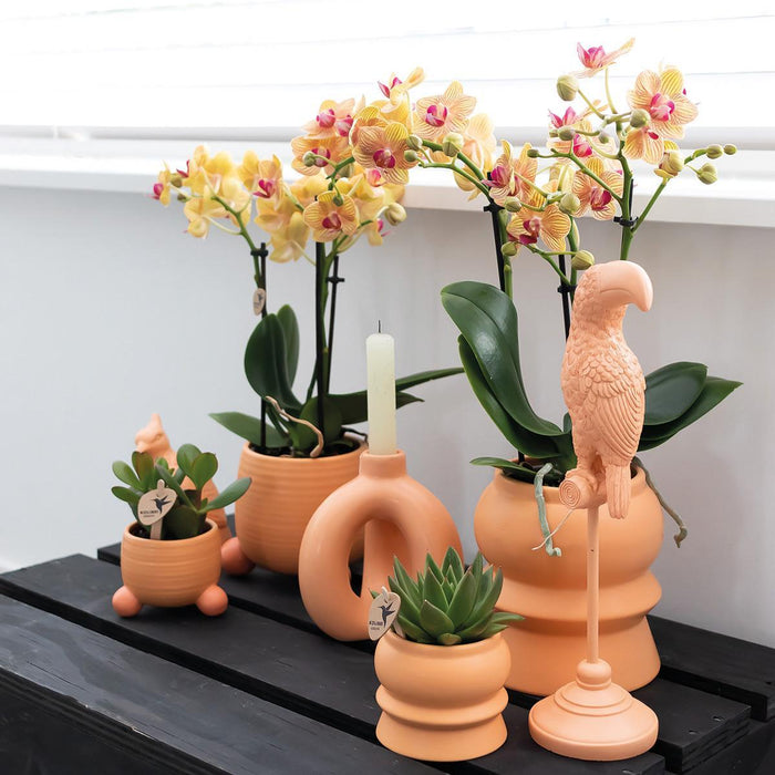 Orchidea Giamaica Arancione Con Vaso Decorativo Pesca