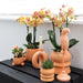Orchidea Giamaica Arancione Con Vaso Decorativo Pesca