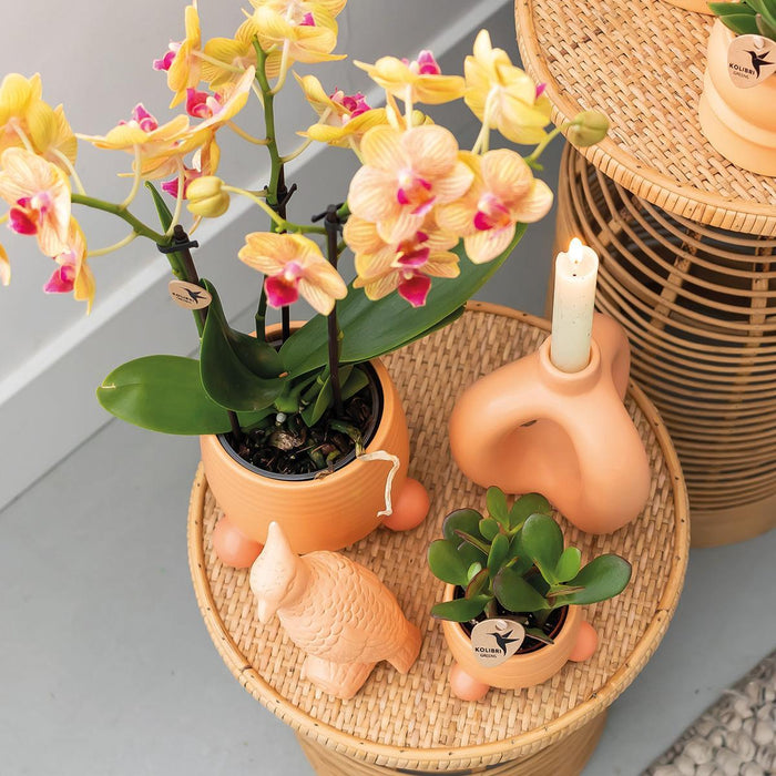Orchidea Giamaica Arancione Con Vaso Decorativo Pesca